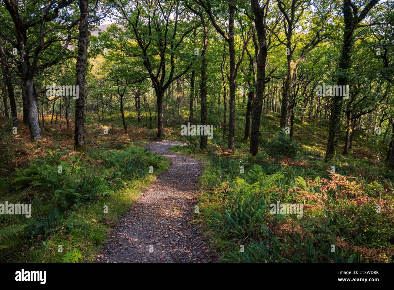 À travers le Ross Wood le long de la West Highland Way, Loch Lomond, Stirlingshire, Écosse Banque D'Images