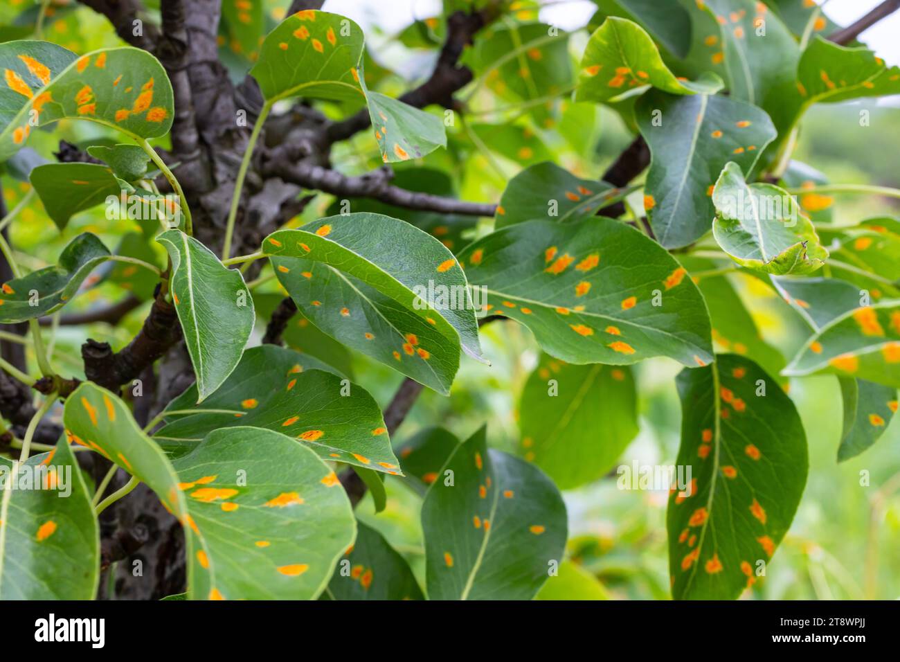 Maladie des feuilles du poirier Banque de photographies et d’images à — free download