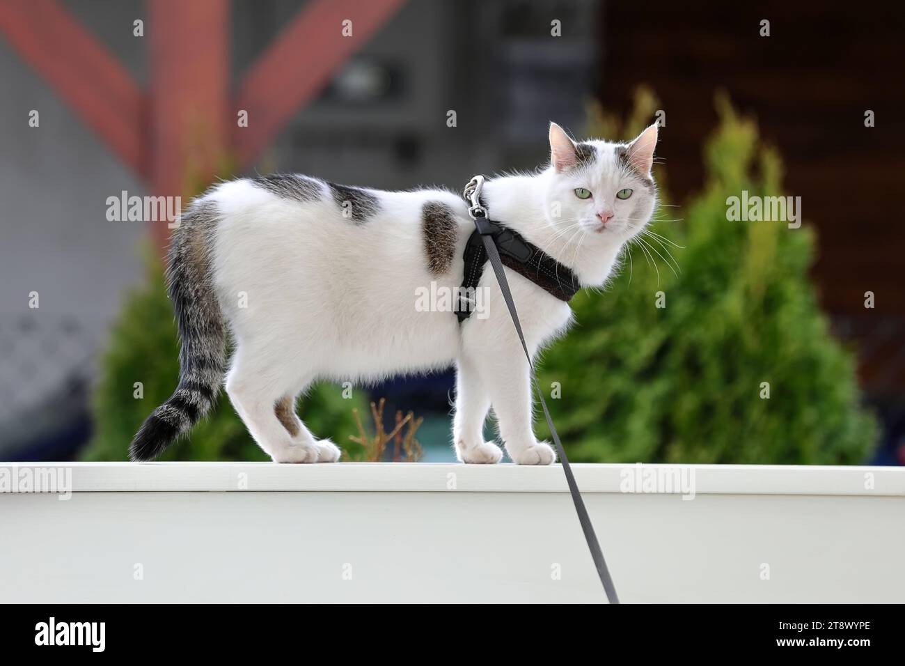 Mignon chat blanc en laisse marche sur la balustrade du porche. Banque D'Images