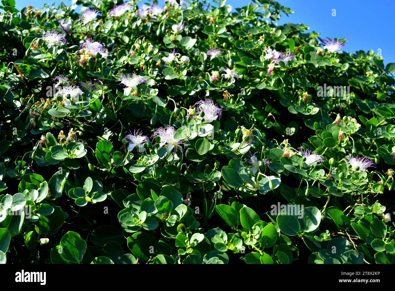 Le câpres (Capparis spinosa) est un arbuste épineux présent dans tout le bassin méditerranéen. Ses bourgeons floraux (câpres) et ses fruits (baies de câpres) sont comestibles. T Banque D'Images