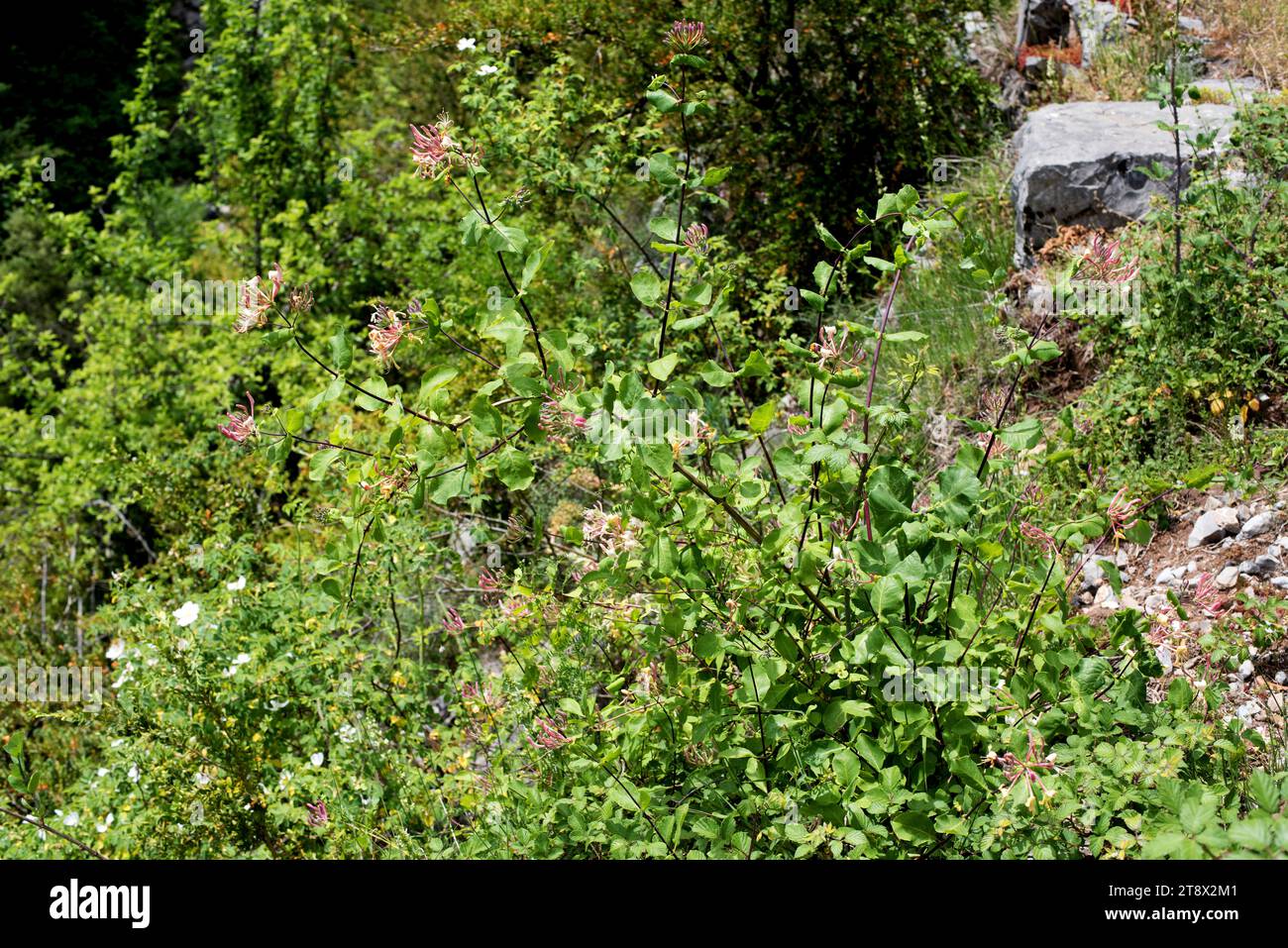 Le chèvrefeuille étrusque (Lonicera etrusca) est un arbuste grimpant à feuilles caduques originaire du bassin méditerranéen. Cette photo a été prise à Añisclo, Ordesa et Monte Banque D'Images