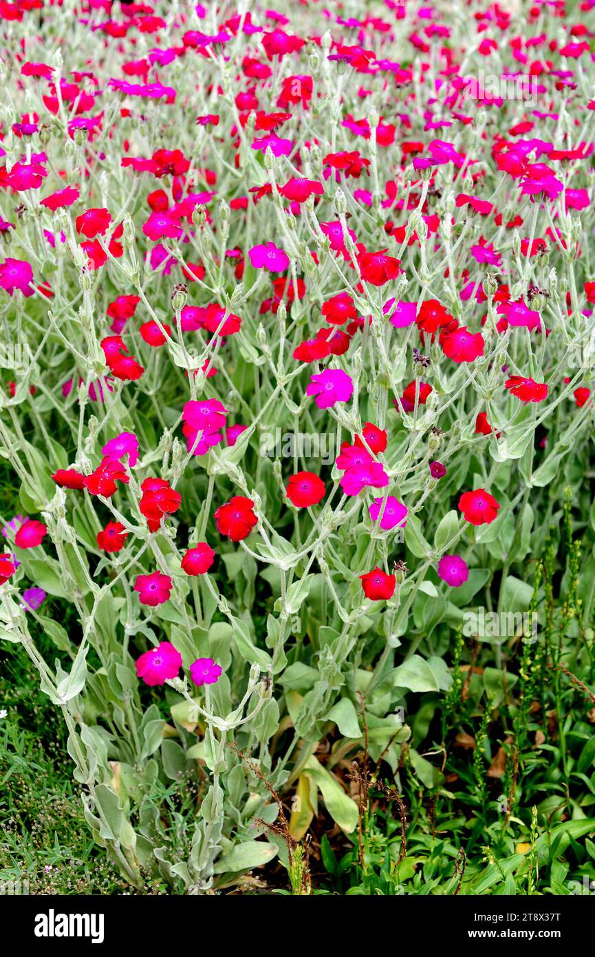 Rose campion, Bloody William ou mullein-rose (Silene coronaria) est une plante ornementale originaire d'Asie et d'Europe. Banque D'Images