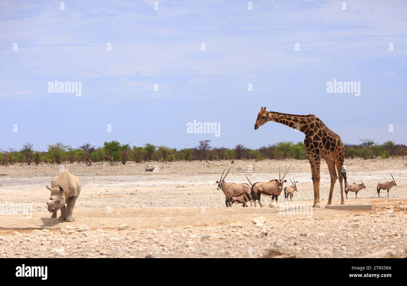 Une belle scène dans un point d'eau Afrivan dans le parc national d'Etosha, avec Black Rhino, girafe et un petit troupeau d'oryx gemsbok contre un ciel bleu pâle. Banque D'Images