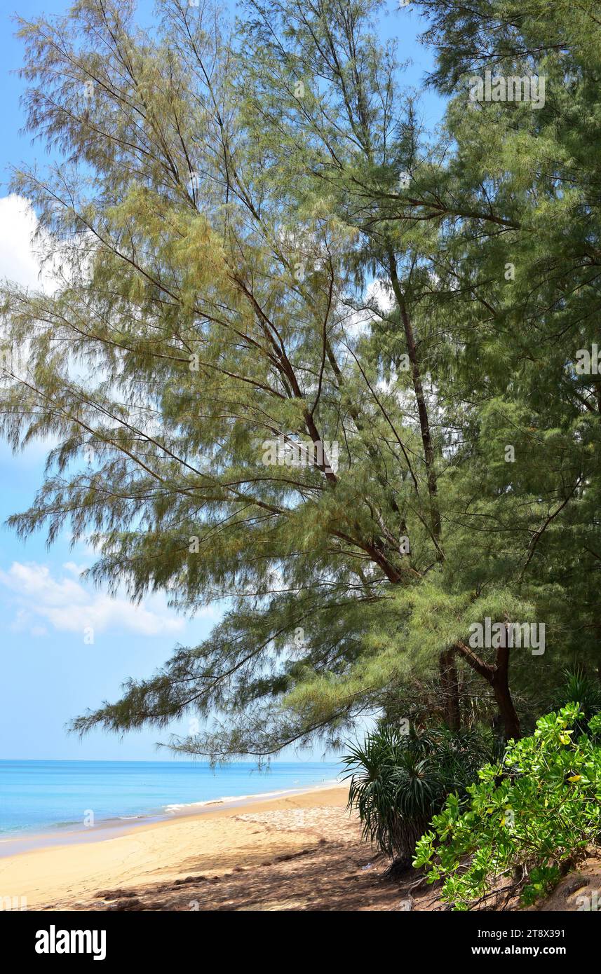 Le pin australien (Casuarina equisetifolia) est un arbre à feuilles persistantes originaire du sud-est de l'Asie, de la Polynésie et de l'Australie. Cette photo a été prise à Phuk Banque D'Images