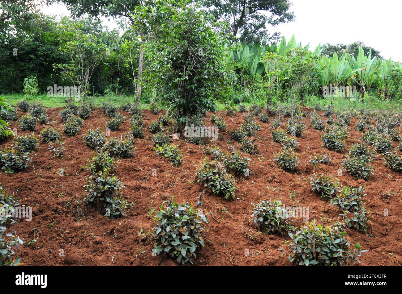 Le khat (Catha edulis) est un arbuste à feuilles persistantes qui produit l'alcaloïde cathinone, un stimulant semblable à l'amphétamine. Cette photo a été prise en Éthiopie. Banque D'Images