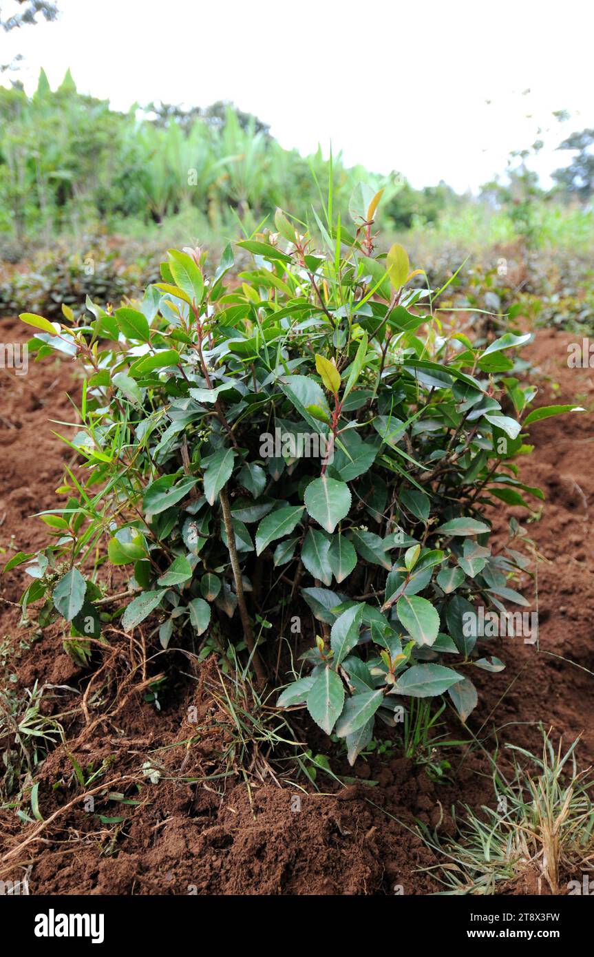 Le khat (Catha edulis) est un arbuste à feuilles persistantes qui produit l'alcaloïde cathinone, un stimulant semblable à l'amphétamine. Cette photo a été prise en Éthiopie. Banque D'Images