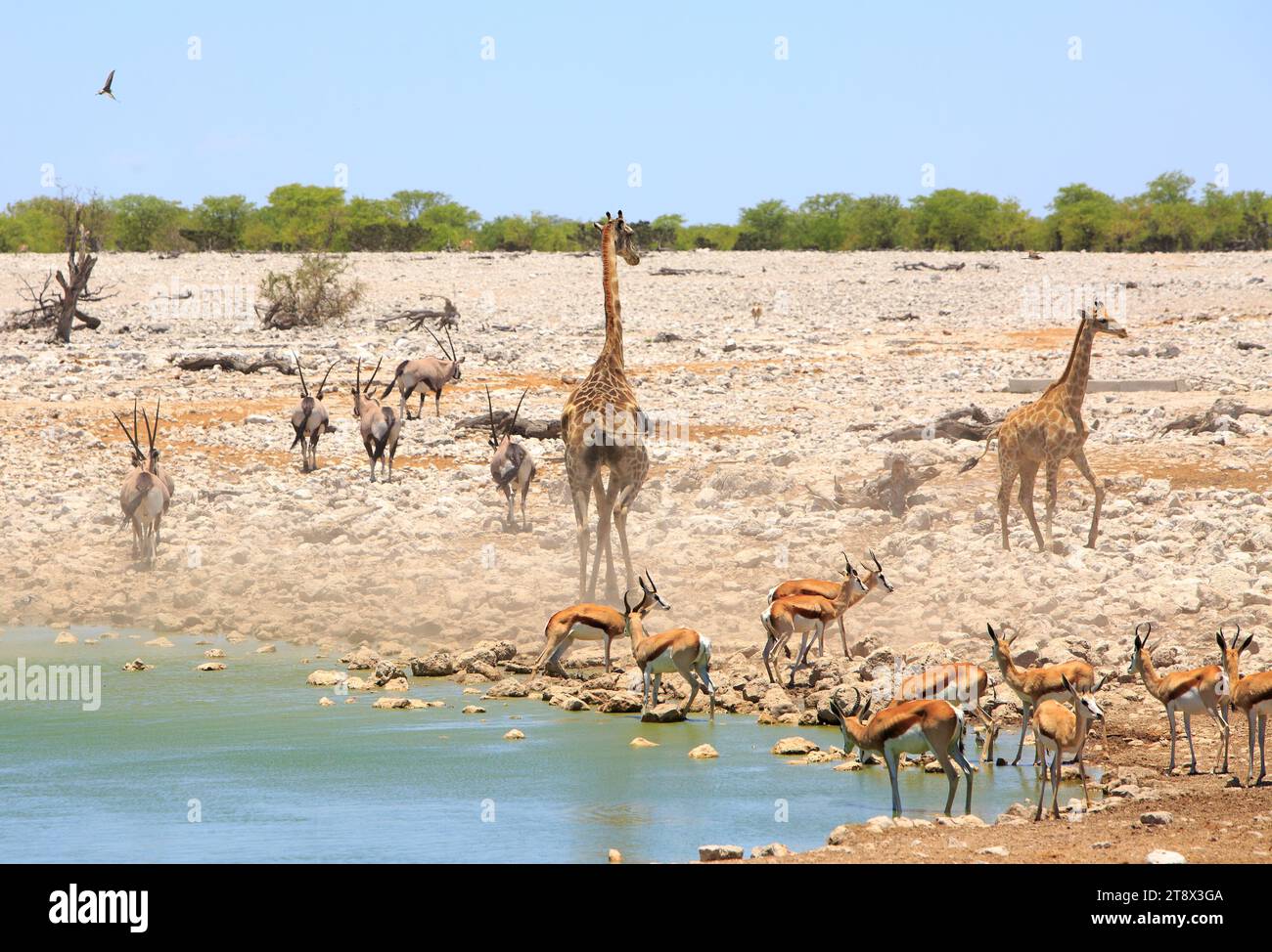 Une petite tempête de poussière au bord d'un trou d'eau avec girafes, oryx et springbok, contre un ciel bleu clair. Banque D'Images