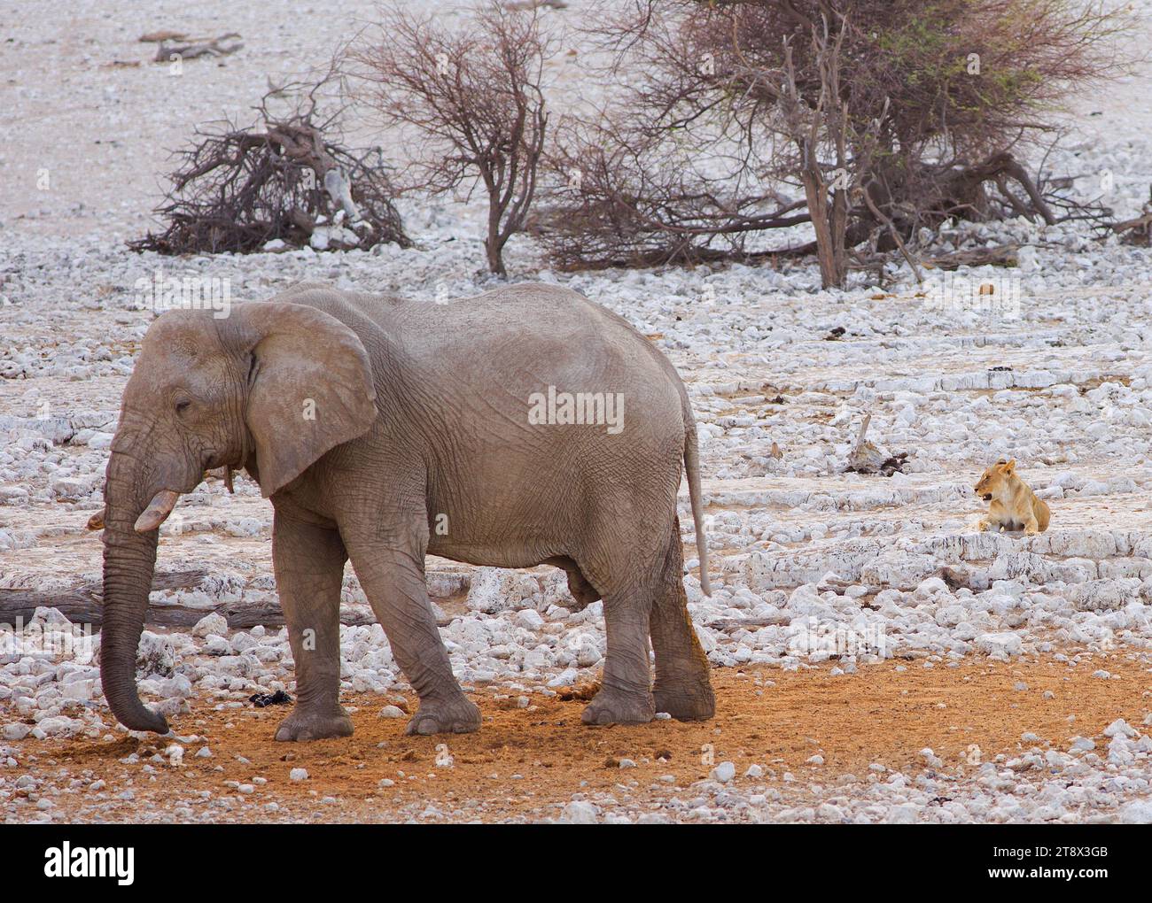 Grand Bull Elephant marchant à travers un terrain rocheux avec une lionne couchée près de l'éléphant à Okaukeujo Waterhole - Etosha National Park, Namib Banque D'Images