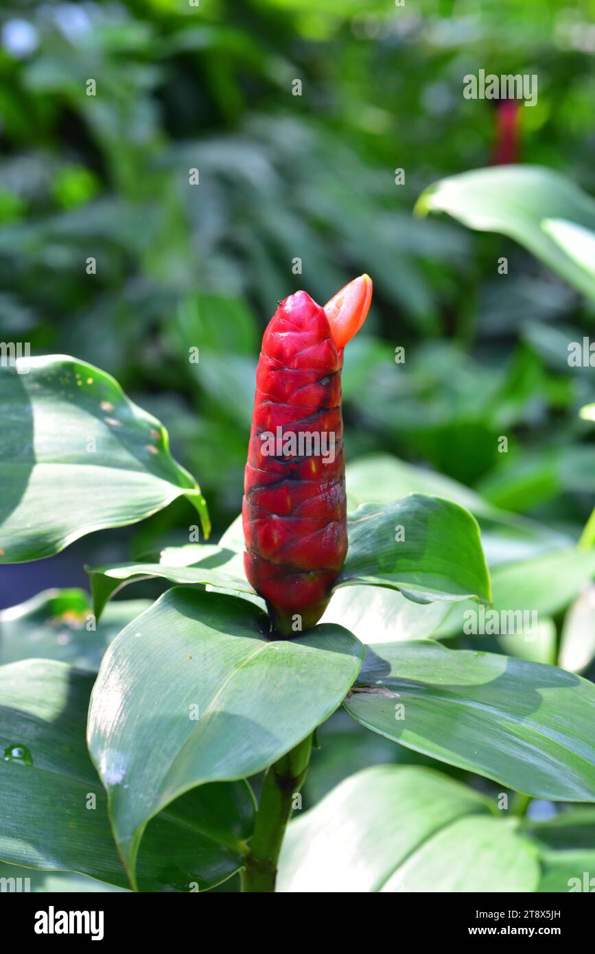 Le gingembre indien (Costus spicatus) est une plante vivace originaire des Caraïbes. Banque D'Images