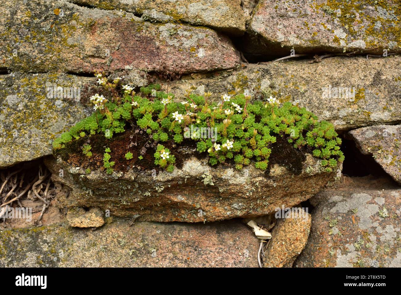 La pierre blanche (album Sedum) est une plante succulente originaire des régions tempérées de l'hémisphère Nord. Cette photo a été prise à Arribes del Duero Natural Banque D'Images