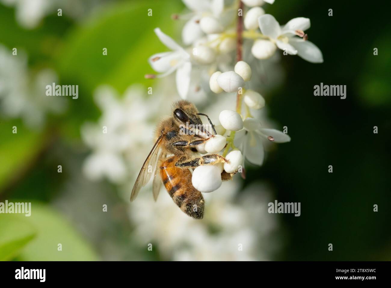 Abeille collectant du pollen sur Privet Ligustrum vulgare Blossom Banque D'Images