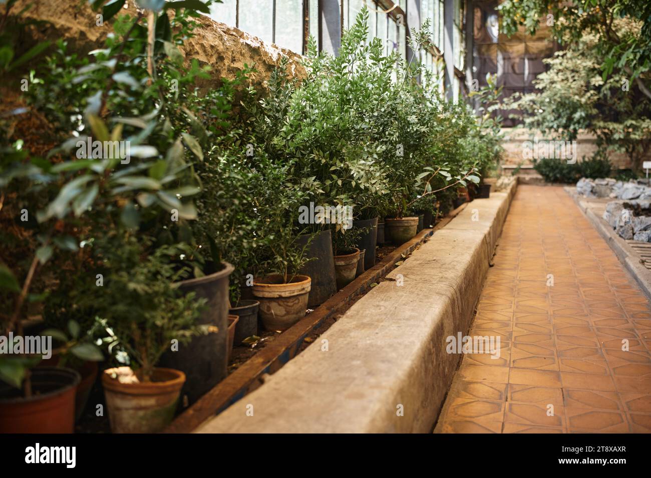 plantes fraîches et buissons et arbres à l'intérieur de la serre, concept d'écosystème de jardin intérieur Banque D'Images