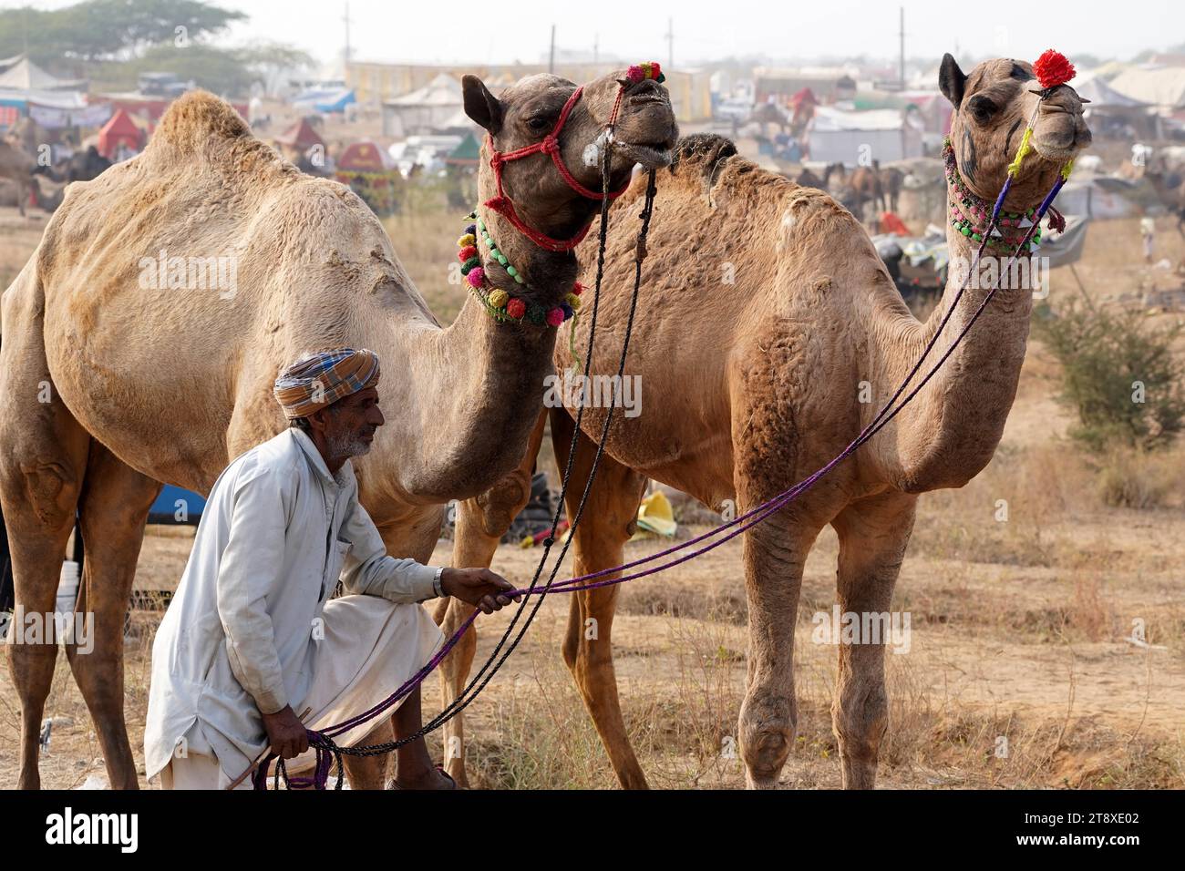 Pushkar, Inde. 20 novembre 2023. Chameau indien à la Foire aux chameaux à Pushkar, Rajasthan, le 20 novembre 2023. Des milliers de commerçants de bétail de la région viennent à la foire traditionnelle des chameaux où le bétail, principalement des chameaux, est échangé. La foire annuelle aux chameaux et au bétail est l'une des plus grandes foires aux chameaux du monde. Photo de ABACAPRESS.COM crédit : Abaca Press/Alamy Live News Banque D'Images