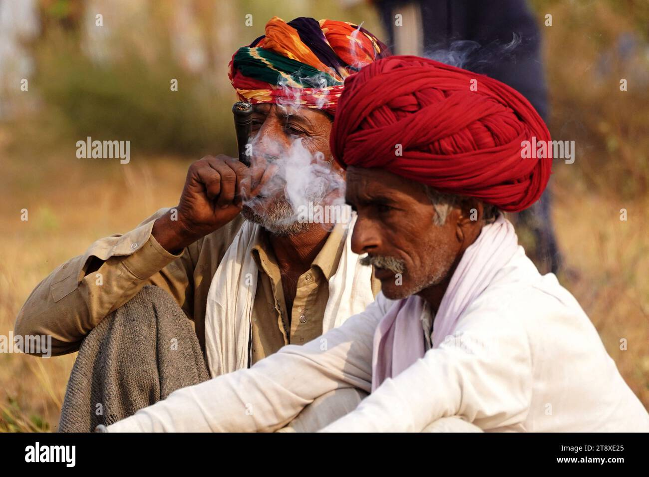 Pushkar, Inde. 19 novembre 2023. Un chameau fume un cigare en attendant des clients à la foire de Pushkar dans l'état indien désertique du Rajasthan le 19 novembre 2023. De nombreux touristes internationaux et nationaux affluent à Pushkar pour assister à l'une des foires les plus colorées et populaires en Inde. Des milliers d'animaux, principalement des chameaux, sont amenés à la foire pour être vendus et échangés. Photo de ABACAPRESS.COM crédit : Abaca Press/Alamy Live News Banque D'Images