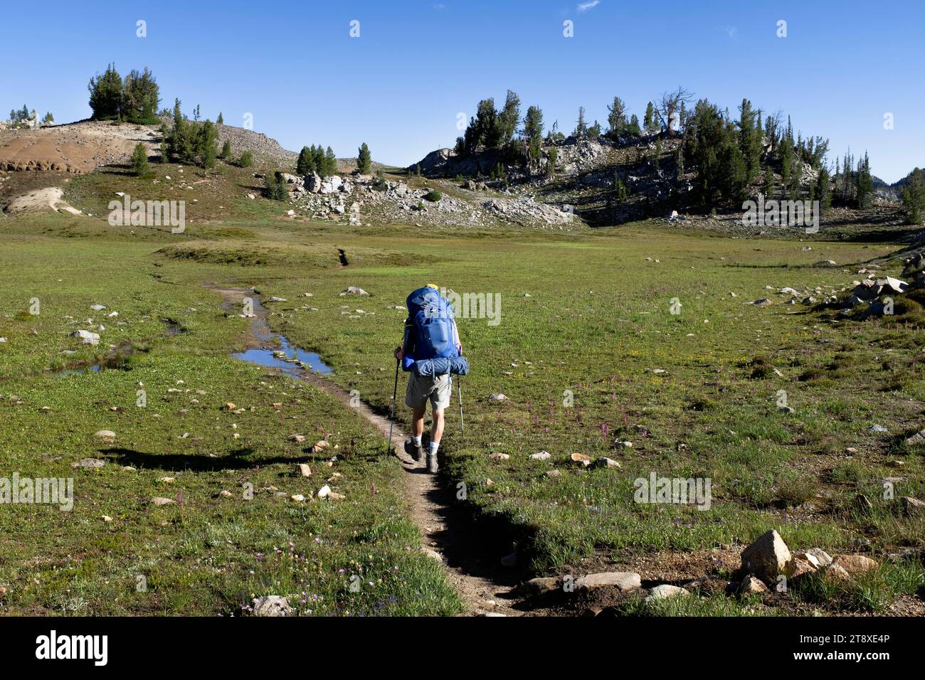 OR02670-00....OREGON - Homme en randonnée sur le sentier Copper Creek #1656 dans Eagle Cap Wilderness, forêt nationale Wallowa-Whitman. MR# K1 Banque D'Images