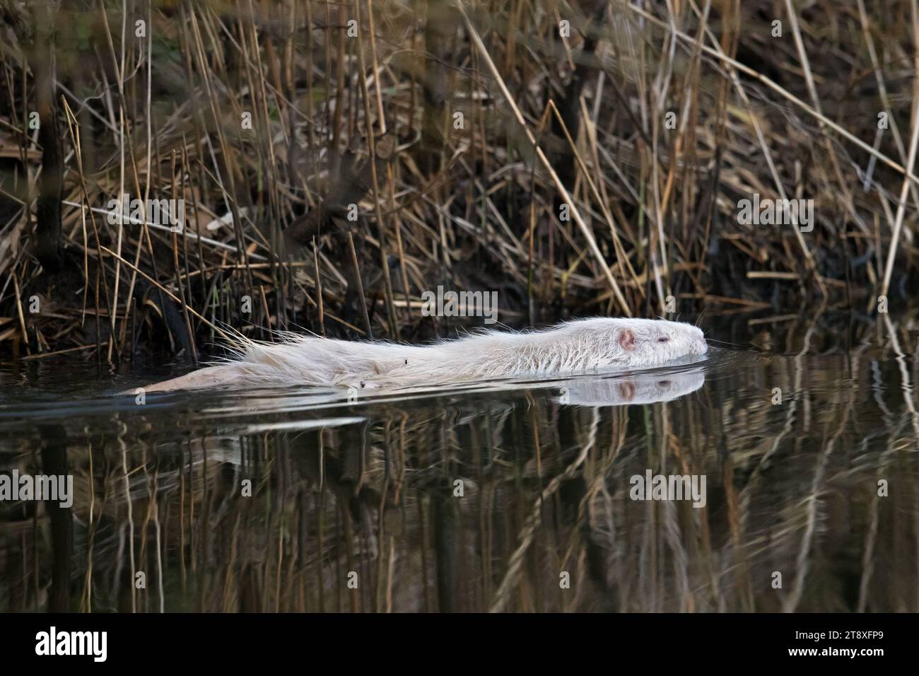 Leucistic coypu / nutria (Myocastor coypus) morphe blanche, nageant le long de la rive du lac, rongeur envahissant en Europe, originaire d'Amérique du Sud Banque D'Images