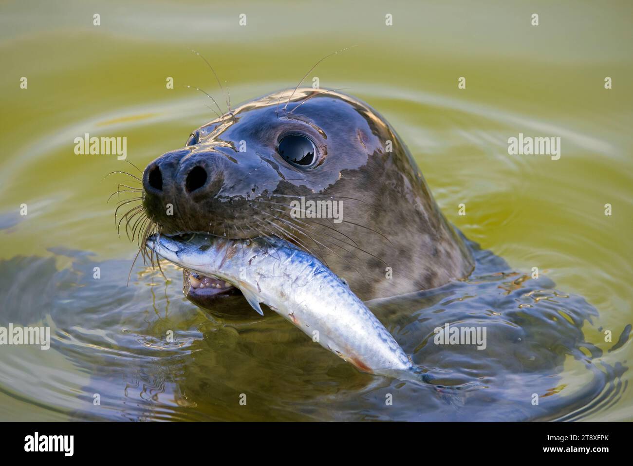 Gros plan de phoque gris / phoque gris (Halichoerus grypus) mangeant du maquereau (Scomber scombrus) dans l'eau le long de la côte de la mer du Nord Banque D'Images