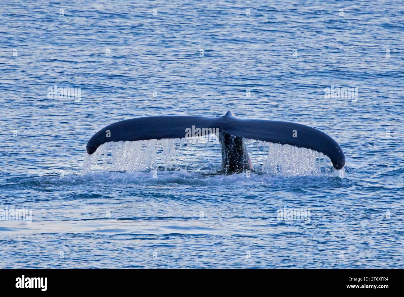 Baleine à bosse (Megaptera novaeangliae) levant ses fards de queue pour plonger dans l'océan Arctique pour se nourrir, Spitsbergen / Svalbard Banque D'Images