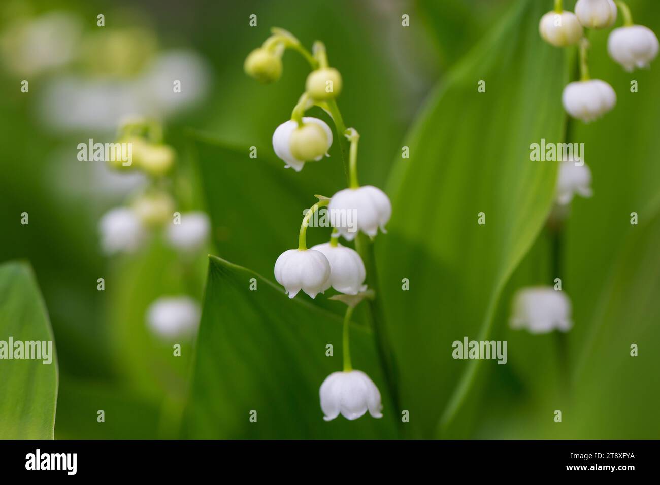 Lys de la vallée / cloches de mai / muguet (Convallaria majalis), fleur blanche en forme de cloche fleurissant dans la forêt au printemps Banque D'Images