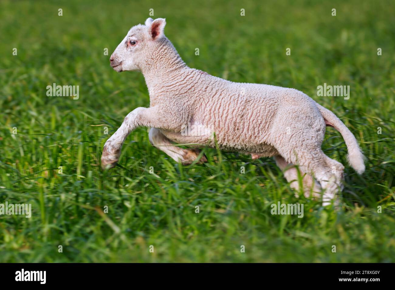 Agneau blanc de moutons domestiques courant dans les prairies / champs au printemps Banque D'Images