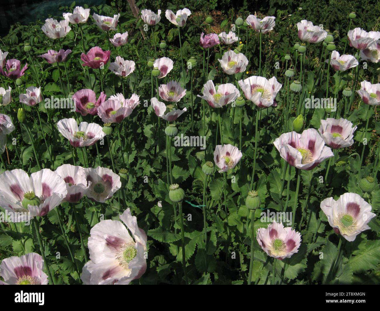 Papaver somniferum «opium Poppy» - qualité pharmaceutique hongroise Banque D'Images