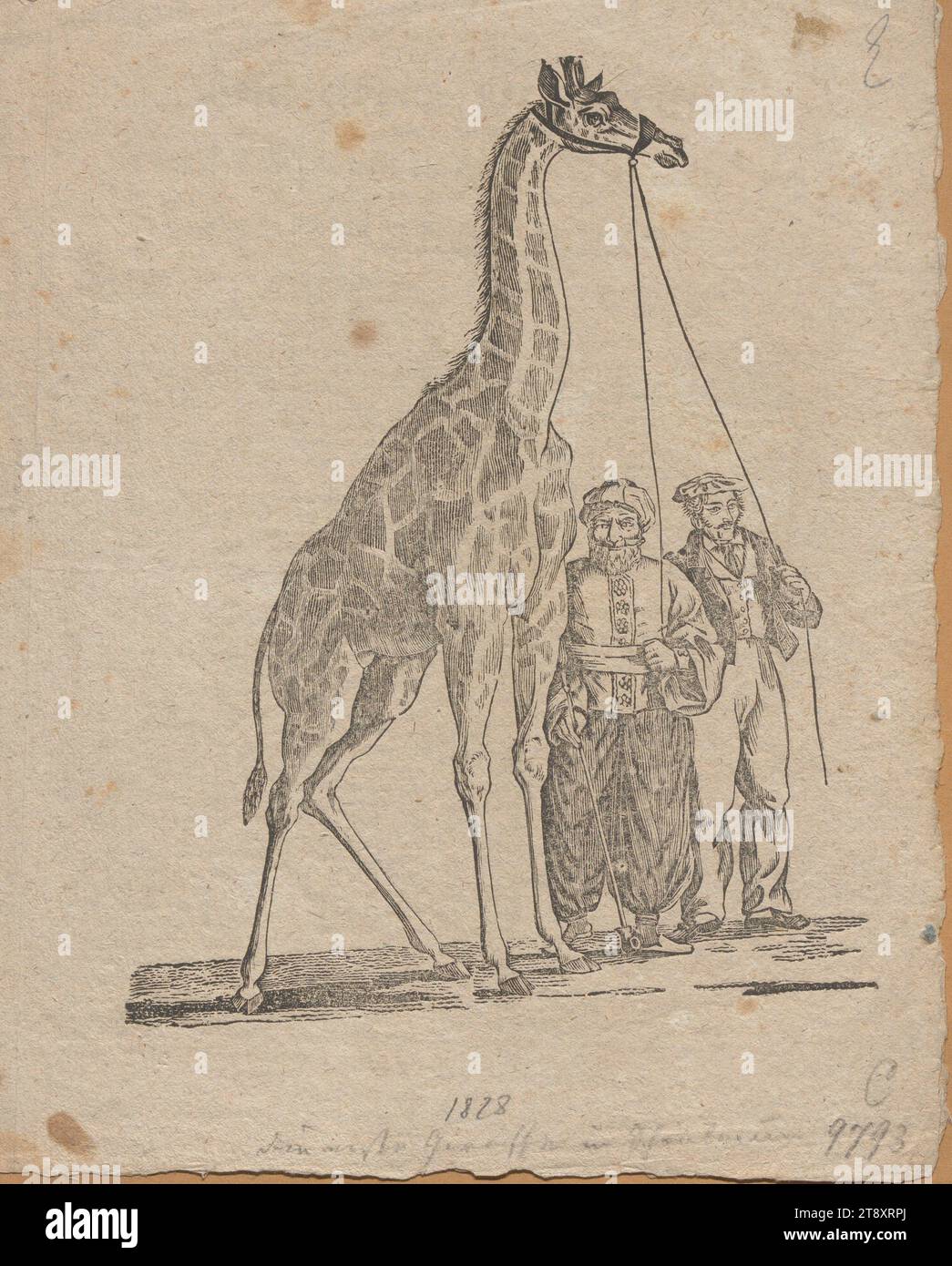 La première girafe à Schönbrunn (15 juillet 1828), image et texte, inconnu, 1828, papier, gravure sur bois et typographie, hauteur 23,6 cm, largeur 18,8 cm, beaux-arts, animaux, ongulés : girafe, collection de Vienne Banque D'Images