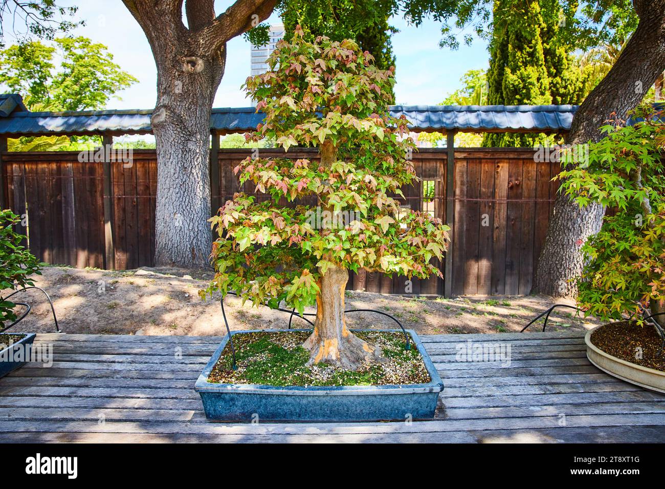 Plante de bonsaï d'érable avec des feuilles d'automne changeantes se décomposant en été Banque D'Images
