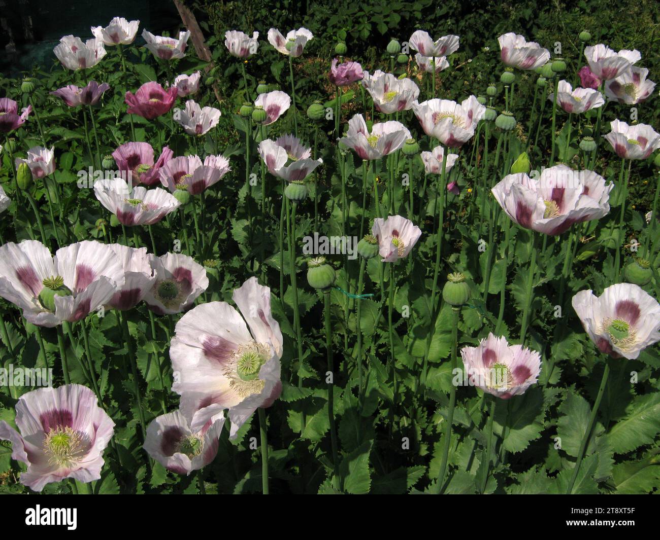 Papaver somniferum «opium Poppy» - qualité pharmaceutique hongroise Banque D'Images