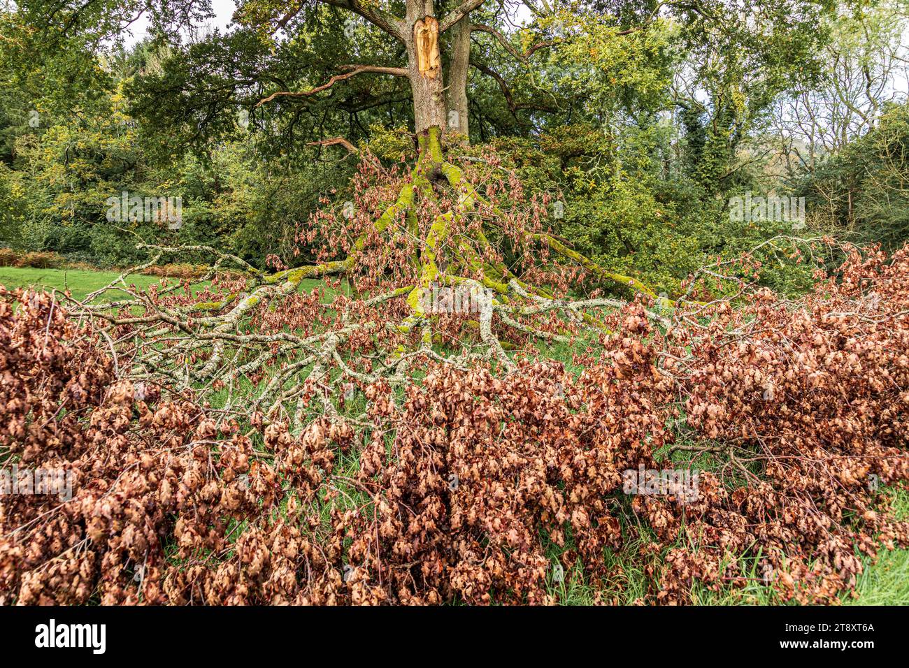 Un membre arraché d'un chêne sur les Cotswolds à Woodchester Park, Gloucestershire, Angleterre Royaume-Uni Banque D'Images