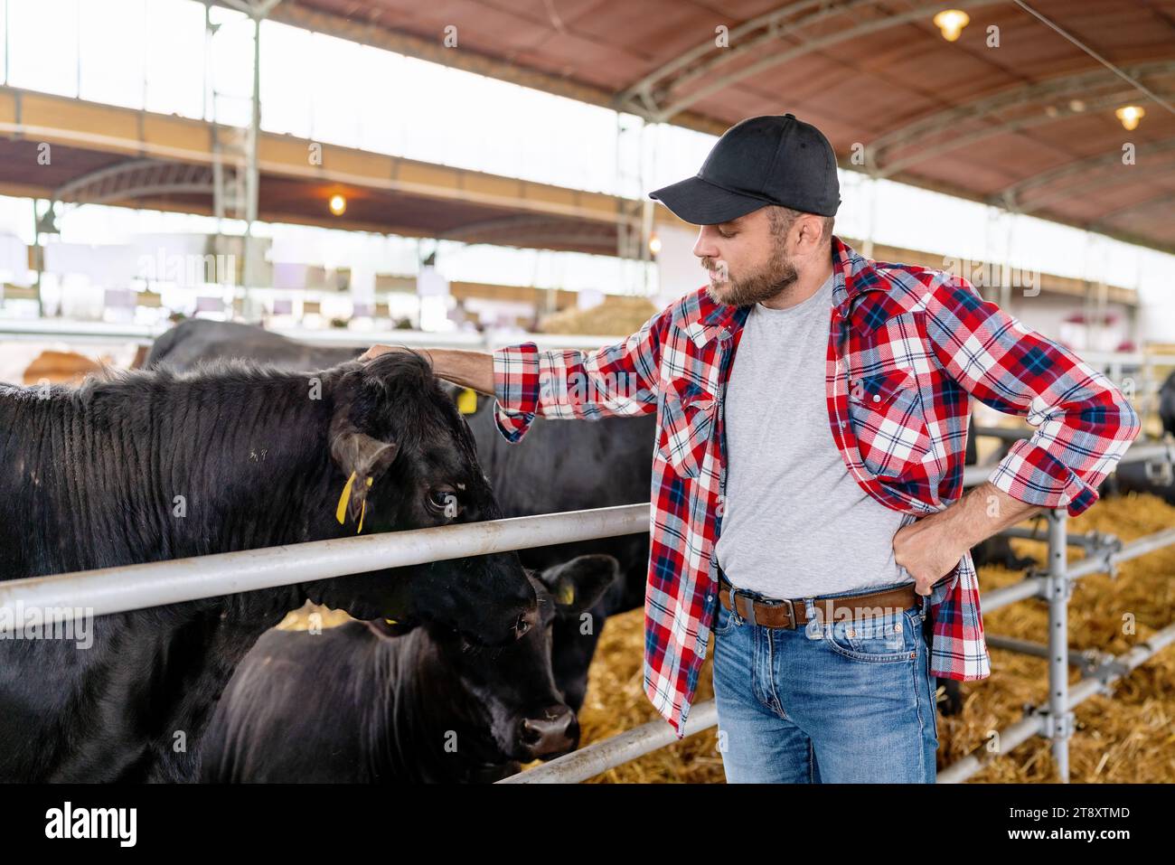 Un fermier caresse des vaches dans son ranch. Ouvrier agricole et vache noire. Banque D'Images