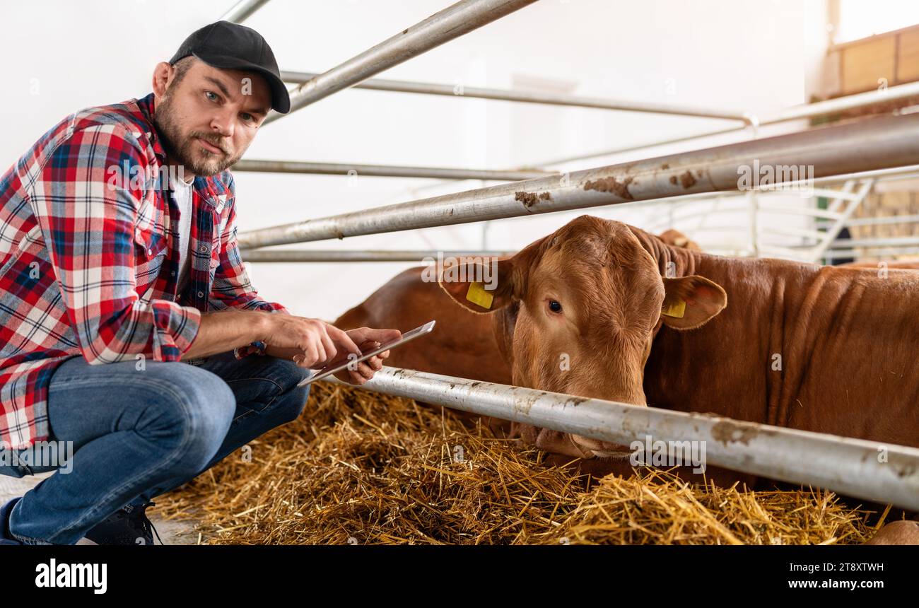 Ouvrier agricole faisant le contrôle du bétail. Banque D'Images