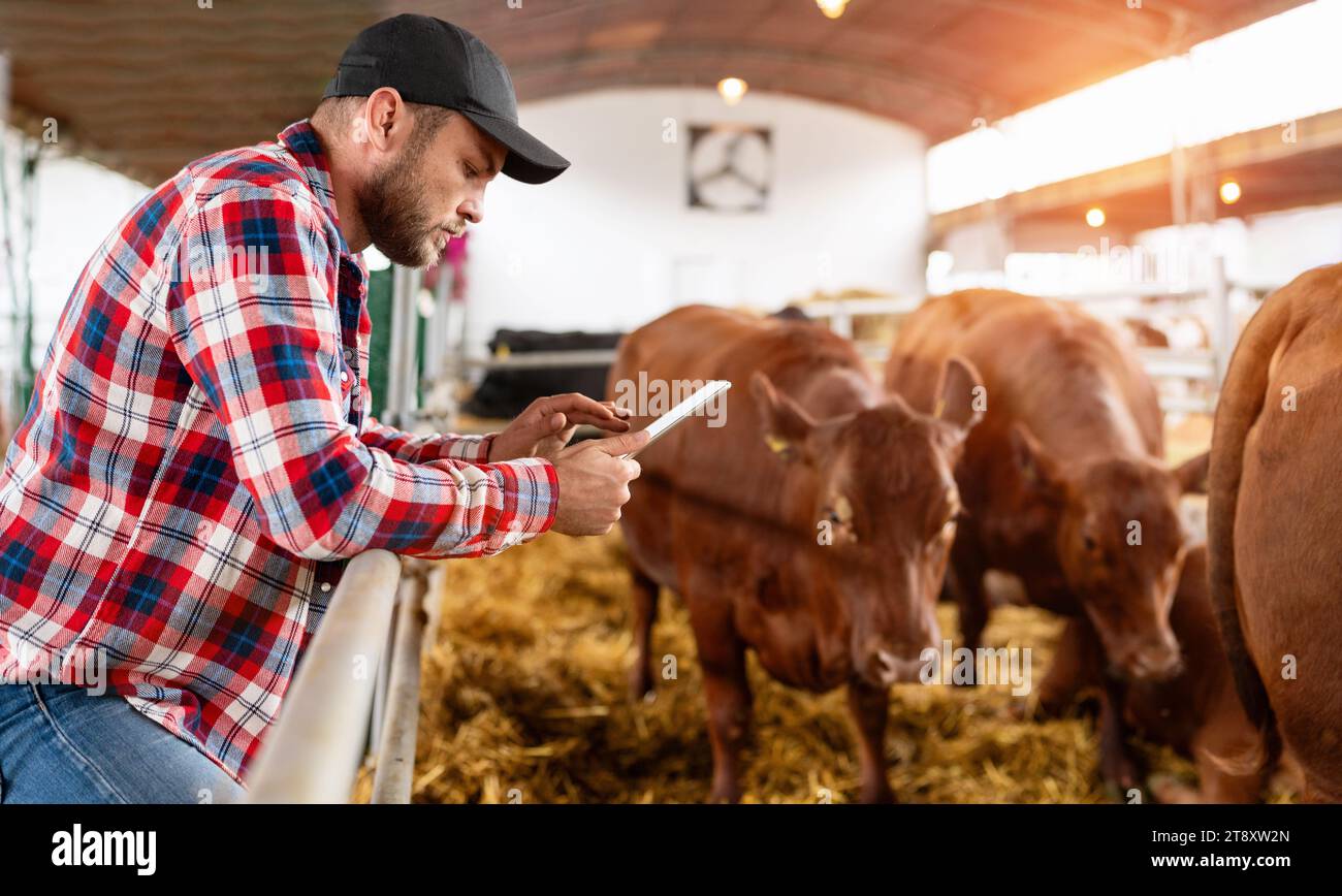 Man Farmer utilise la tablette numérique dans sa ferme d'élevage. Fermier et vaches au ranch. Banque D'Images