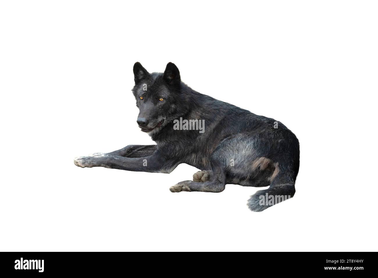 Le loup canadien est isolé sur un fond blanc Banque D'Images