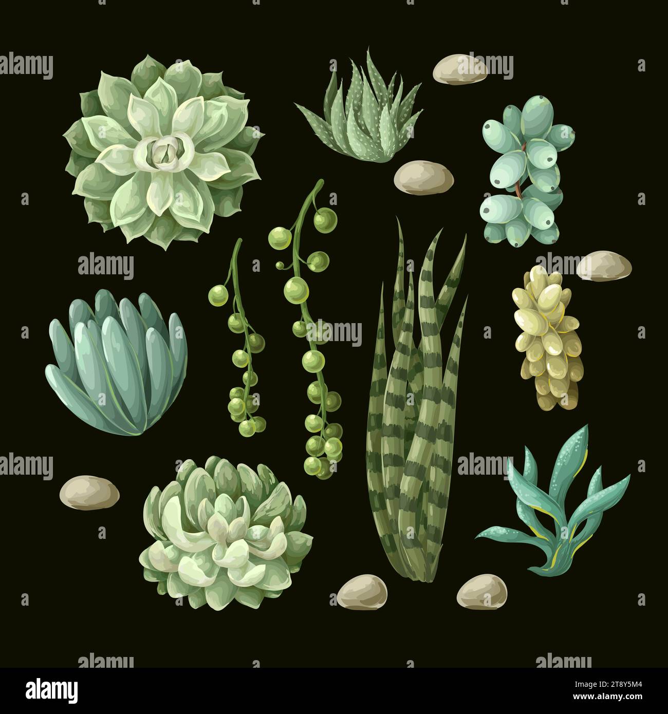 Succulentes et cactus isolés. Vecteur. Illustration de Vecteur