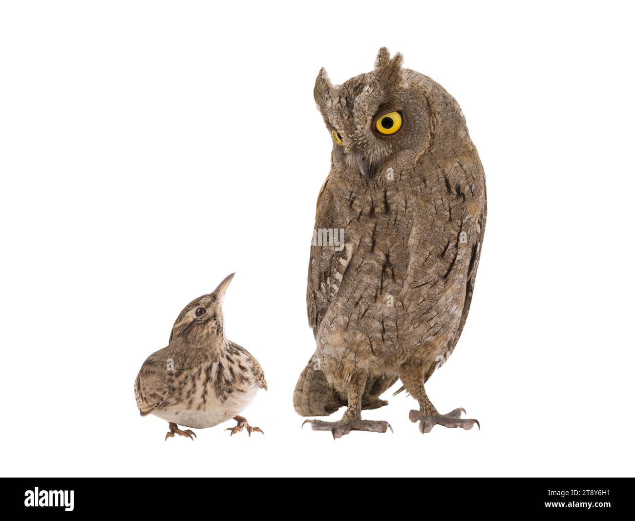 image figurative d'un portrait d'un hibou et d'une alouette isolée sur fond blanc. 'Lark' vous ou 'hibou' est une division commune des types de personnes en Banque D'Images image figurative d'un portrait d'un hibou et d'une alouette isolée sur fond blanc. 'Lark' vous ou 'hibou' est une division commune des types de personnes en Banque D'Images