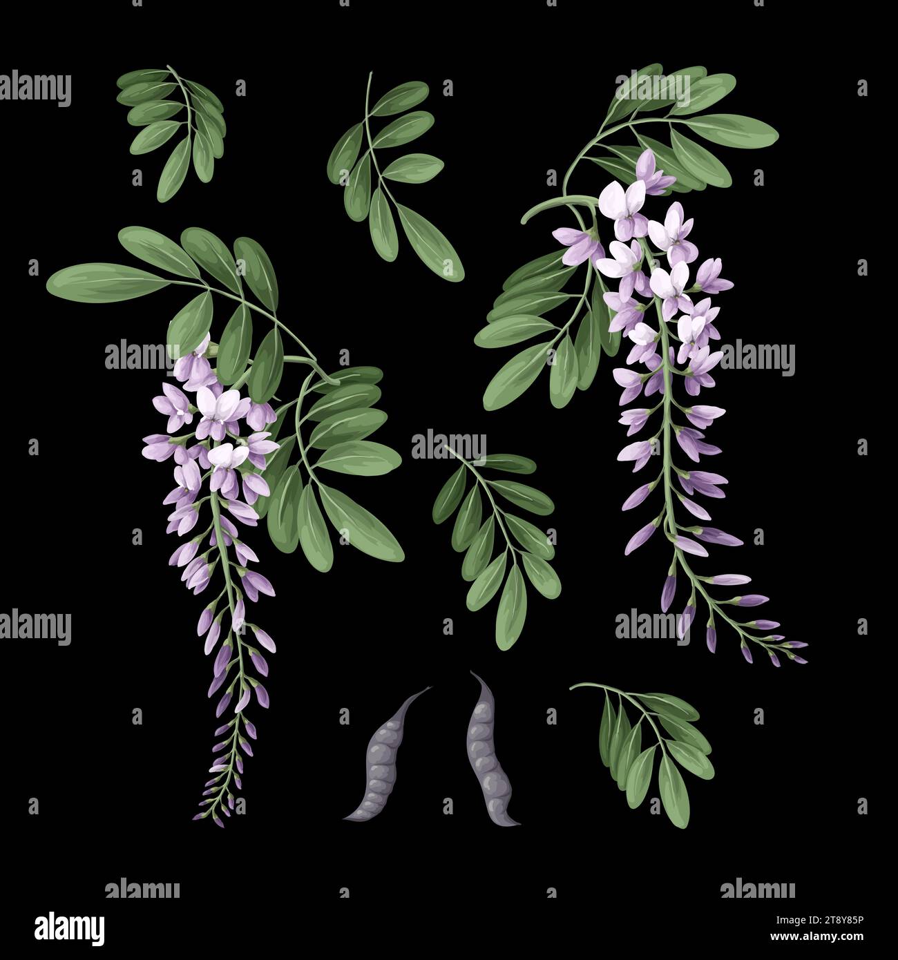 Fleurs et feuilles d'acacia isolées. Vecteur. Illustration de Vecteur