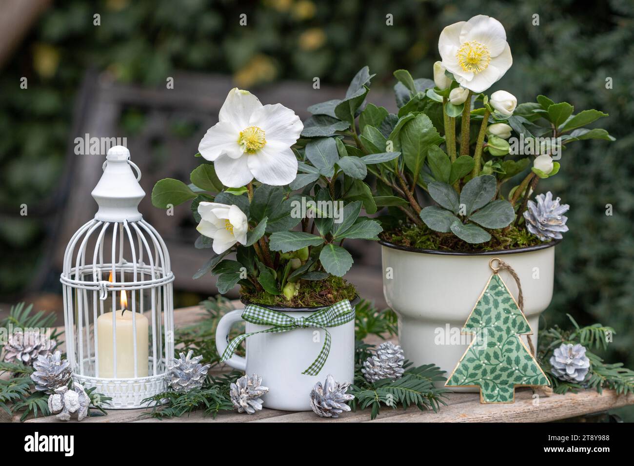décoration de noël avec helleborus niger dans des pots en émail vintage et lanterne Banque D'Images