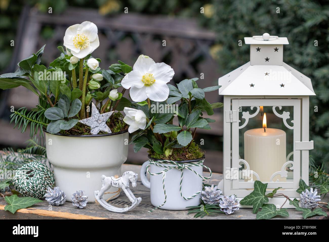 décoration de noël avec helleborus niger dans des pots en émail vintage et lanterne Banque D'Images