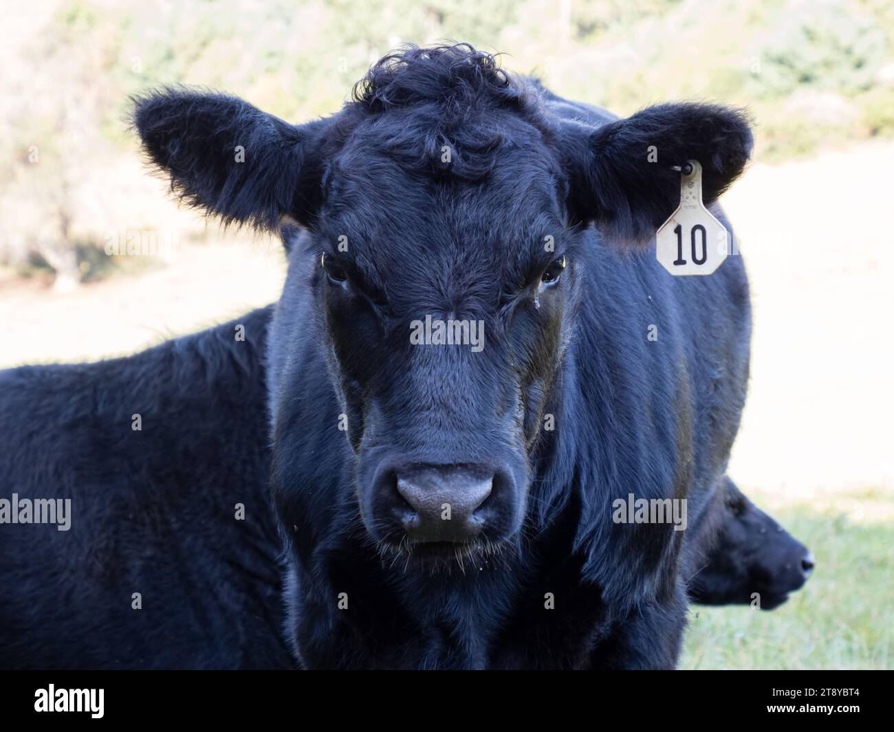 Black Angus sur la Blue Ridge Parkway, Caroline du Nord, États-Unis Banque D'Images