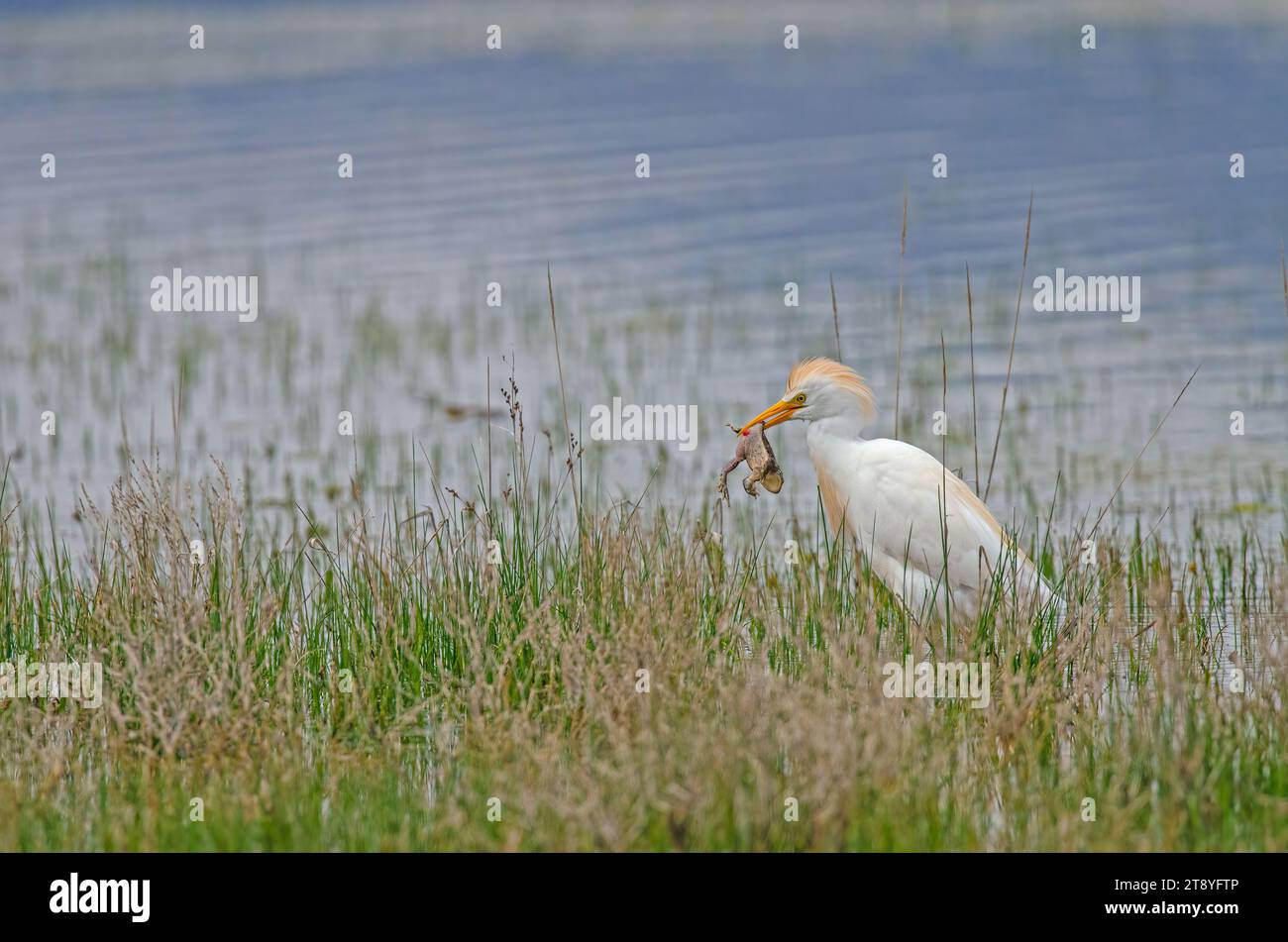 Héron de bétail de l'Ouest (Bubulcus ibis) attrapant des grenouilles dans une zone humide. Banque D'Images