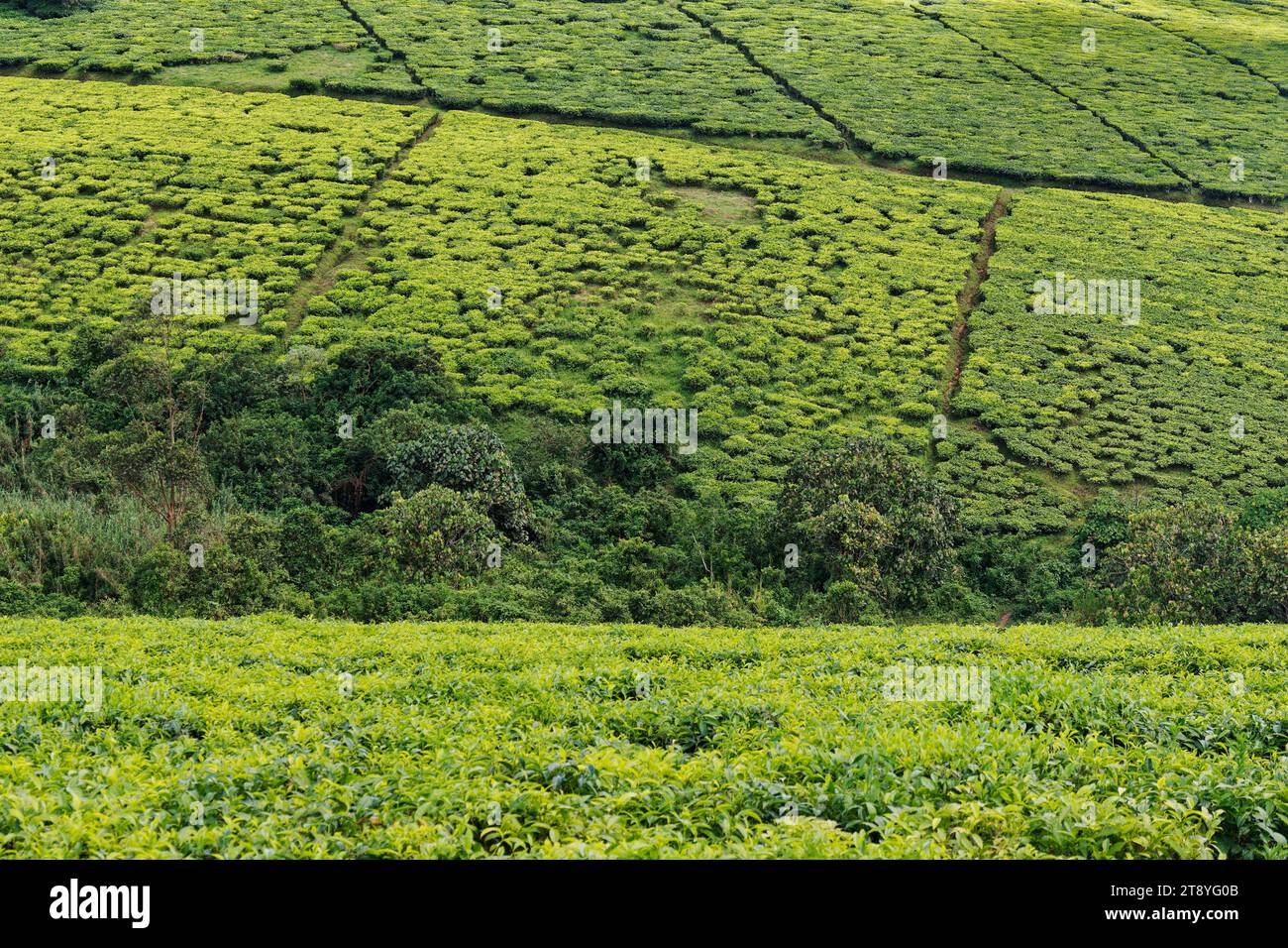 Paysage de plantation de thé en Ouganda Afrique, champs verts avec plante de thé, détail de plante de thé, ciel bleu avec des nuages, produit d'exportation important. Banque D'Images