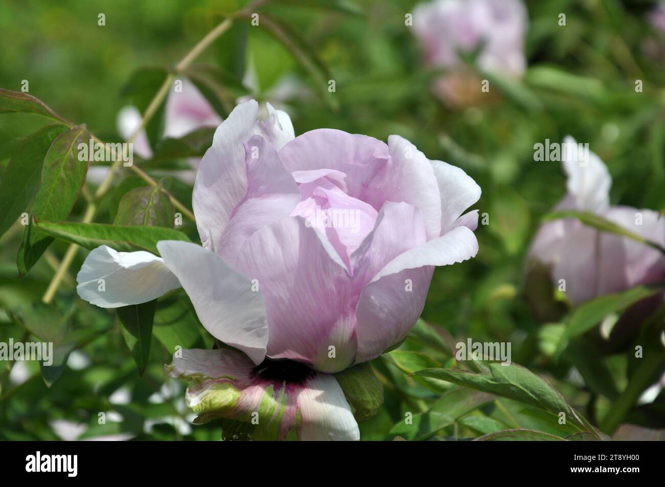 Au printemps, dans le jardin sur le parterre de fleurs pivoines comme un arbre (Paeonia suffruticosa). Banque D'Images