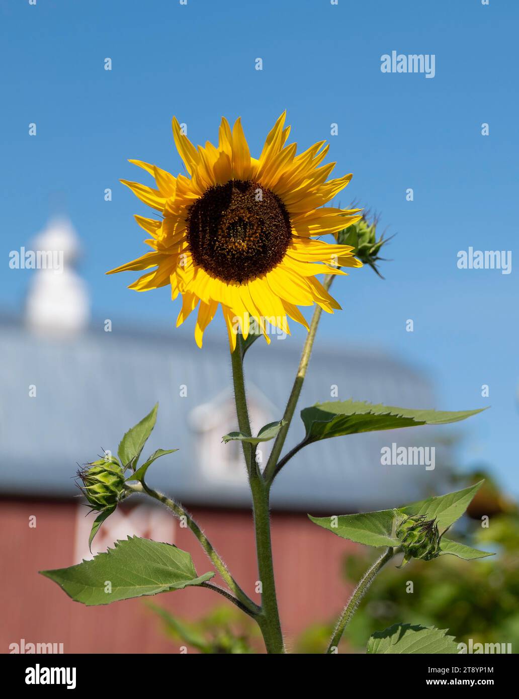 Belle fleur de tournesol jaune et tige et feuilles vertes dans une scène de ferme par une journée ensoleillée, avec une grange rouge floue en arrière-plan. Banque D'Images