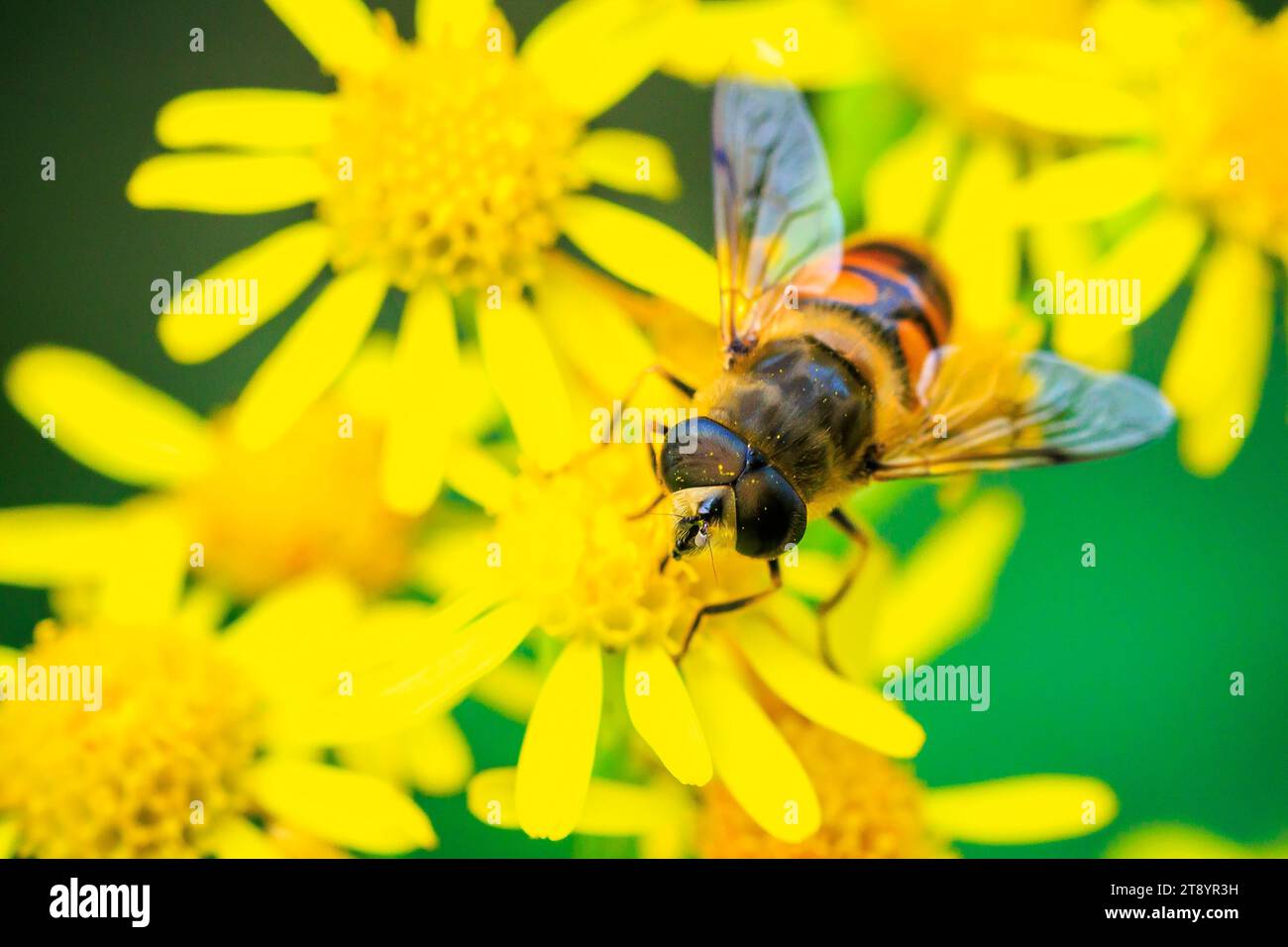 Gros plan d'un lasioglossum calceatum, espèce paléarctique d'abeille sudorifère, pollinisant sur une fleur jaune. Banque D'Images