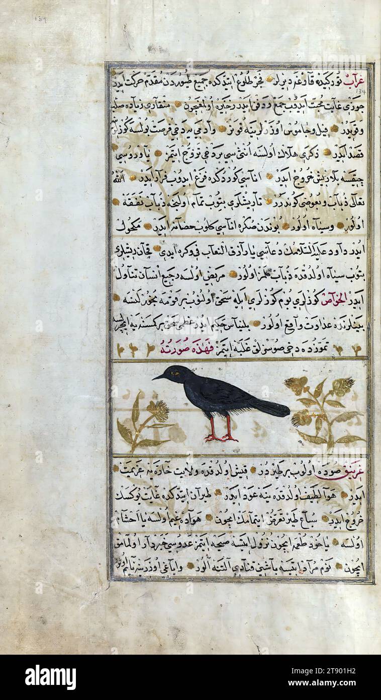 Version turque des merveilles de la création, Un corbeau, il s'agit d'une version turque ottomane illuminée et illustrée de ʿAjāʾib al-makhlūqāt (merveilles de la création) par Zakarīyā al-Qazwīnī (d. 692 AH / 1293 EC), faite à la demande du vizir Murtaza Paşa (Murtaḍá Pāshā) (fl. onzième siècle AH / dix-septième ce). Le codex a été achevé en 1121 AH / 1717 EC par Muḥammad ibn Muḥammad Shākir Rūzmah-ʾi Nāthānī. Il y a 444 tableaux illustrant le texte. La reliure n'est pas originale du manuscrit Banque D'Images