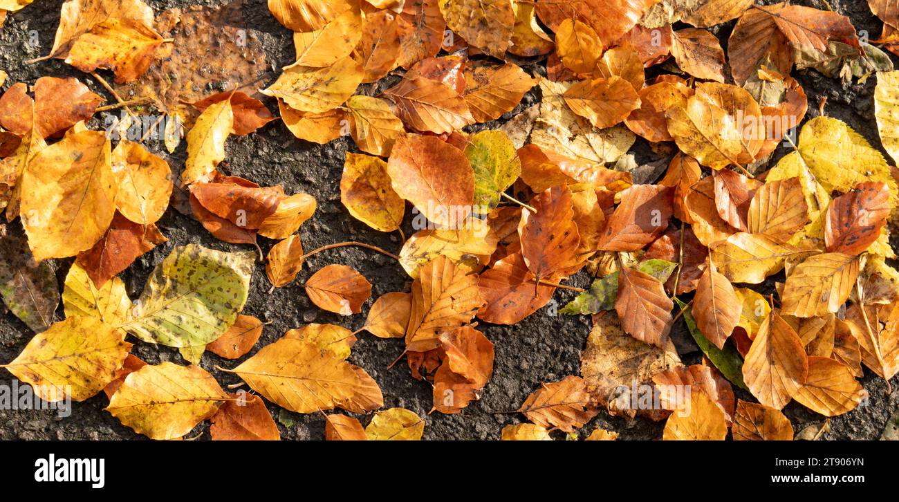 Fermer route avec des feuilles de hêtre en automne Banque D'Images