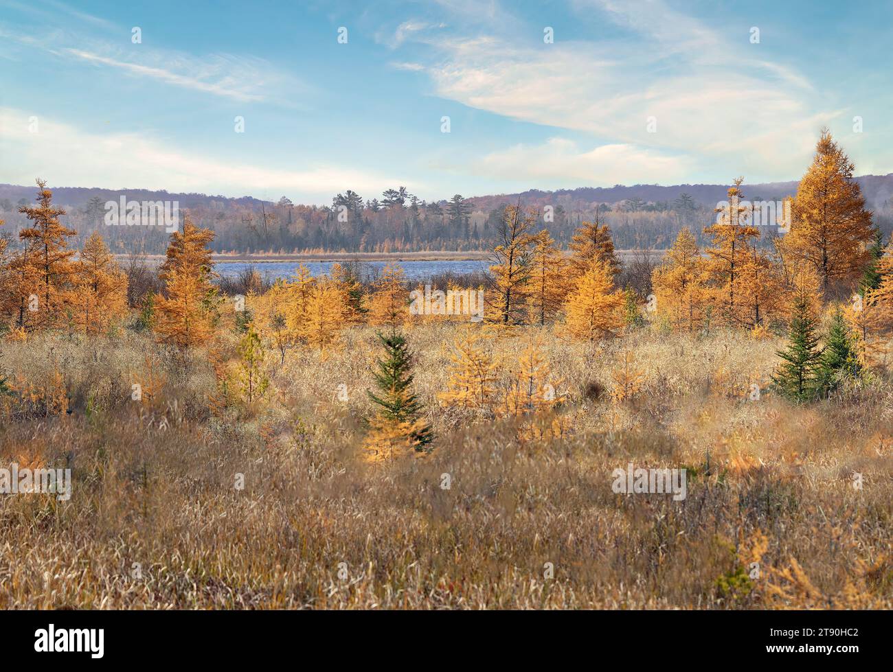 Tamarack Tree (Larix laricina) marécage avec feuillage doré automnal dans la forêt nationale de Chippewa, nord du Minnesota, États-Unis Banque D'Images