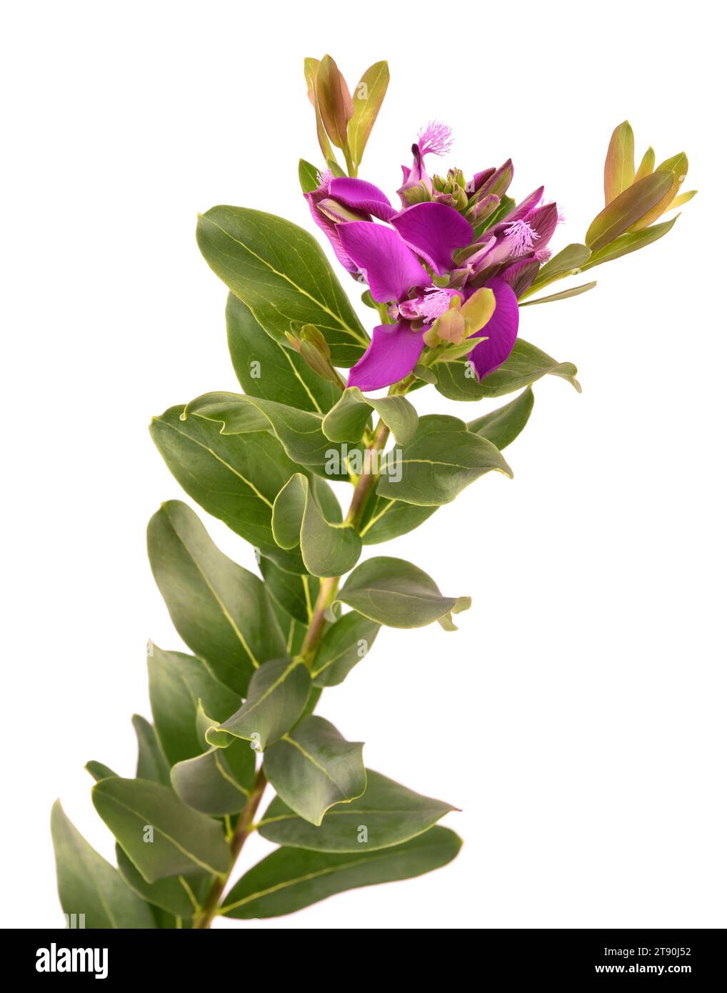 Fleur de myrtifolia de Polygala isolée sur fond blanc Banque D'Images Fleur de myrtifolia de Polygala isolée sur fond blanc Banque D'Images
