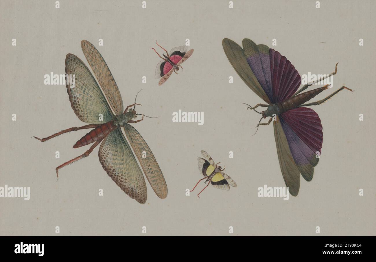 Insectes, 18e siècle, Nicolaas Struyk, néerlandais, 1686 - 1769, 17 1/2 × 11 1/16 po (44,45 × 28,1 cm) (feuille)21 × 14 3/4 po (53,34 × 37,47 cm) (vue)22 3/4 × 16 1/2 × 5/8 po (57,79 × 41,91 × 1,59 cm) (cadre extérieur), aquarelle transparente et opaque et lavis gris sur papier, pays-Bas, 18e siècle, ce dessin provient de l'âge des Lumières, une période d'étude scientifique approfondie du monde naturel. Dans sa jeunesse, le mathématicien néerlandais Nicolaas Struyk s'intéresse beaucoup aux insectes. Il les collectionnait lors de sorties avec son père, et il avait accès à de formidables collections Banque D'Images