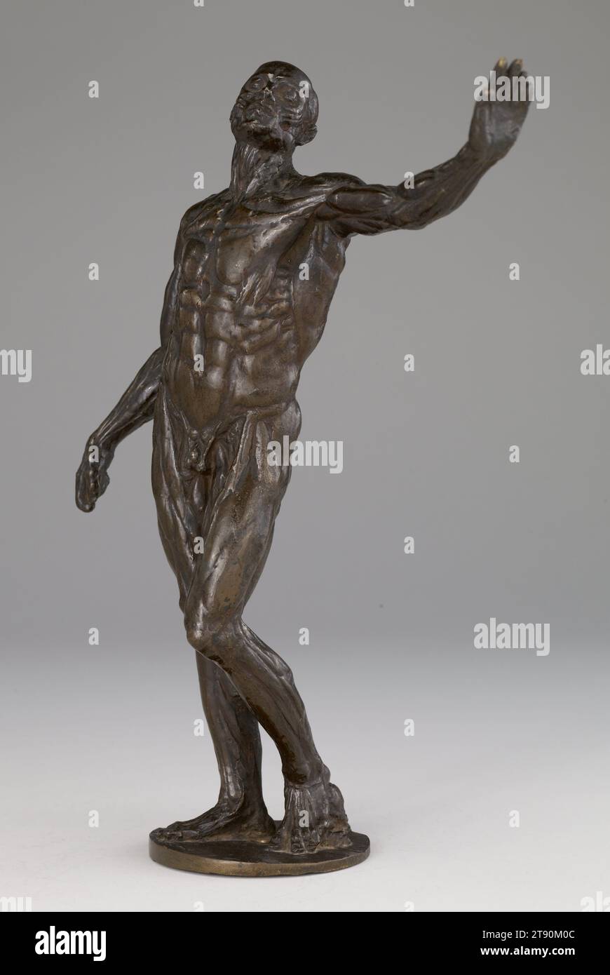 Homme anatomique (Ecorché), c. 1600, Italien (Florence), Italien (Florence), 1547 - 1615, 13 3/4 x 8 1/8 x 5 7/8 po (34,93 x 20,64 x 14,92 cm), Bronze, Italie, 16e siècle, grâce à sa position active, cet ecorché (littéralement, une figure «égarée») devient un cadavre vivant. La pose, tirée de la statuaire classique, offre une excellente occasion de montrer les muscles en action, notamment dans les tensions et mouvements différents des muscles de l’épaule, du cou et de la cuisse. L'ecorché démontre la pratique de la représentation anatomique qui a surgi à la Renaissance Banque D'Images